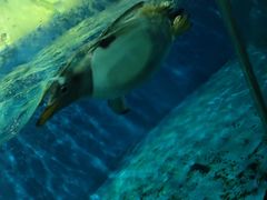 -泉城欧乐堡海洋极地世界