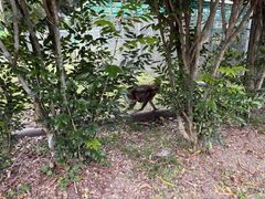 -槟城植物园