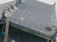 -仓山金山寺