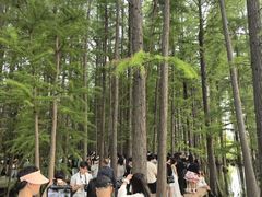 -东湖落雁景区