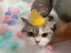 -车接车送·寄养洗护·德文猫舍(大宁店)