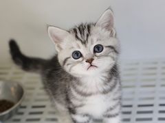 -lincat·猫舍(广州店)
