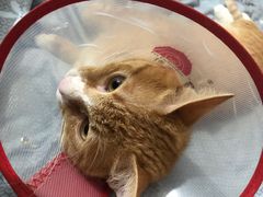 -爱诺耐芙动物医院(万博店)