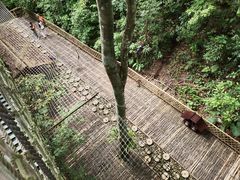 -西双版纳基诺山寨