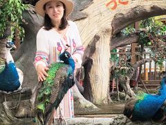 -西双版纳原始森林公园