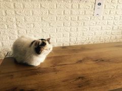 -平行世界·猫咖(首经贸店)
