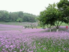 -大塘金香草谷