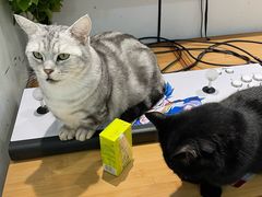 -李小姐の猫咖啡馆(五角场店)