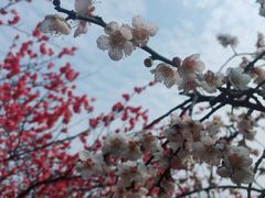-白塘生态植物园