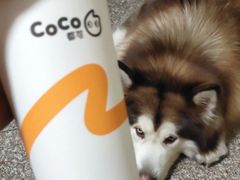 -CoCo都可(台东和兴店)