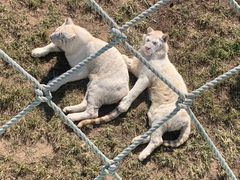 -西霞口神雕山野生动物世界