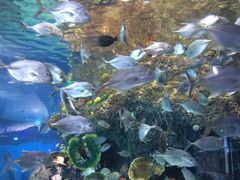 -沙沙哗啦海洋馆(华宇百花谷店)