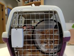 -关爱宠物医院·猫科中心·消化科(滨湖万达分院)