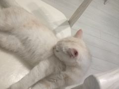 -喵的天空名猫咖啡馆·撸猫·猫舍·用品