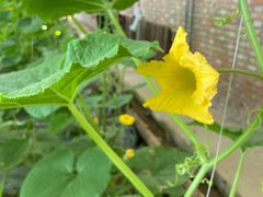 -万源龙顺度假庄园生态观光园