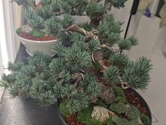 -淘花源花艺鲜花店 开业花篮 绿植(南部商务区店)