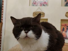 -猫小院猫主题餐厅(南锣旗舰店)