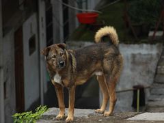 -林坑古村落