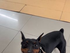 -爱侣宠医·鹦鹉专科·小型哺乳类·异宠专科(灵石路店)