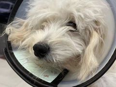 -乐琪宠物医院·犬猫专科·骨外科·急重症