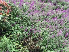 -铁山坪森林公园