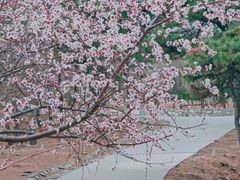 -北京西山国家森林公园