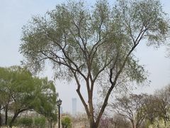 -元大都城垣遗址公园