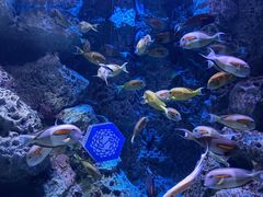 -成都浩海立方海洋公园