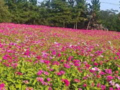 -羊亭河湿地公园