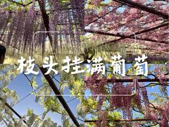 -嘉定紫藤园