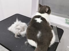 -爱洗澡的猫(天河路店)