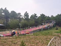 -大塘金香草谷