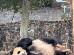 -都江堰中华大熊猫苑