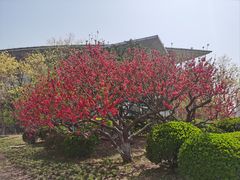 -泰丰公园