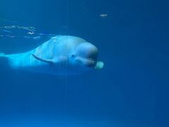 -海合安成都极地海洋公园