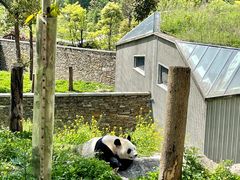 -卧龙中华大熊猫苑神树坪基地