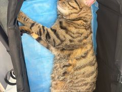 -瑞派·关忠动物医院·猫专科·犬专科(三环新城店)