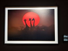 -罗红摄影艺术馆