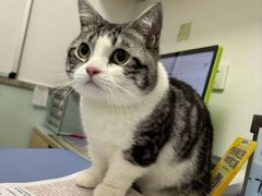 -宠福鑫康馨动物医院·骨科·眼科