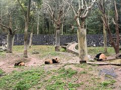 -都江堰中华大熊猫苑