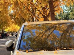 -三里屯东五街银杏大道