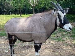 -大连森林动物园