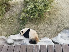 -上海野生动物园