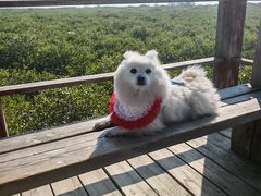 -北海金海湾红树林生态旅游区