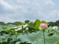 -荷塘月色湿地公园·向阳花洲