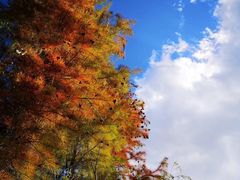 -才村湿地公园