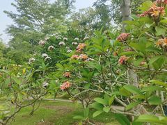 -中国科学院西双版纳热带植物园