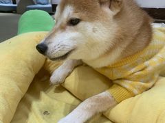 -逗柴咖啡屋·狗咖猫咖宠物桌游