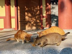 -西安大兴善寺