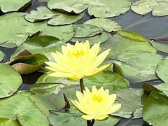 -池杉湖湿地公园